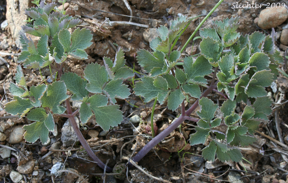 Basal leaves of Howell's Biscuitroot, Howell's Desert-parsley, Howell's Lomatium: Lomatium howellii