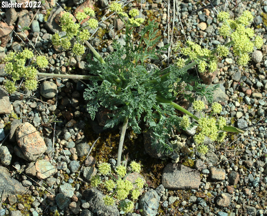 Bigseed Biscuitroot, Bigseed Lomatium, Biscuit Root, Large-fruit Desert-parsley, Large-fruited Lomatium: Lomatium macrocarpum (Lomatium artemisiarum, Lomatium ellipticum, Lomatium macrocarpum var. artemisiarum, Lomatium macrocarpum var. ellipticum, Lomatium macrocarpum var. semivittatum)
