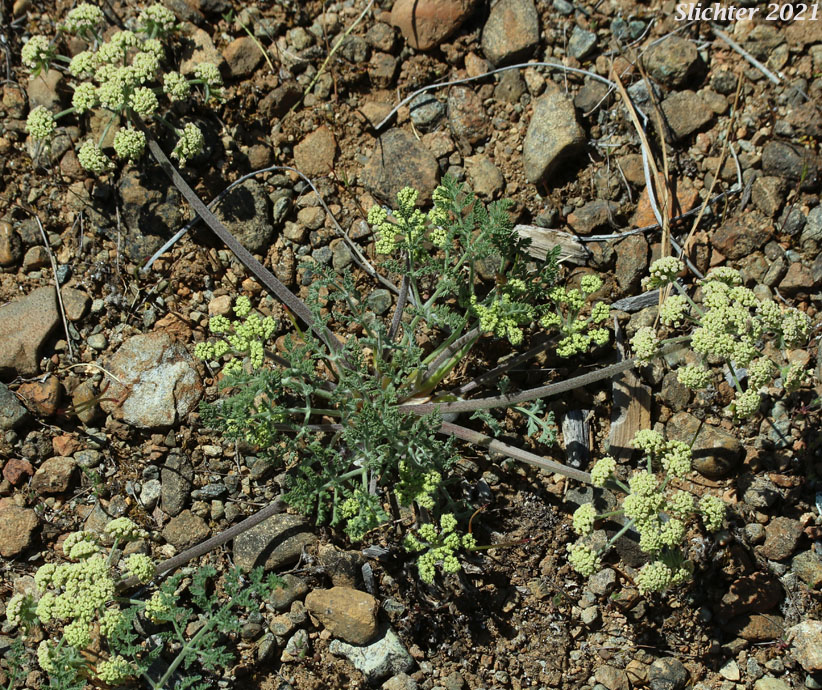 Bigseed Biscuitroot, Bigseed Lomatium, Biscuit Root, Large-fruit Desert-parsley, Large-fruited Lomatium: Lomatium macrocarpum (Lomatium artemisiarum, Lomatium ellipticum, Lomatium macrocarpum var. artemisiarum, Lomatium macrocarpum var. ellipticum, Lomatium macrocarpum var. semivittatum)