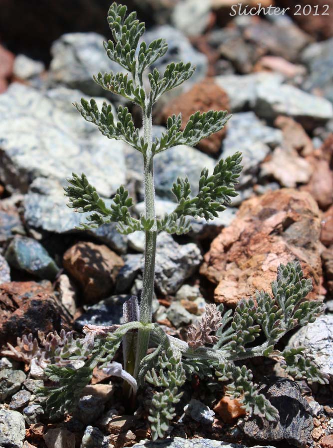 Leaves of Bigseed Biscuitroot, Bigseed Lomatium, Biscuit Root, Large-fruit Desert-parsley, Large-fruited Lomatium: Lomatium macrocarpum (Lomatium artemisiarum, Lomatium ellipticum, Lomatium macrocarpum var. artemisiarum, Lomatium macrocarpum var. ellipticum, Lomatium macrocarpum var. semivittatum)