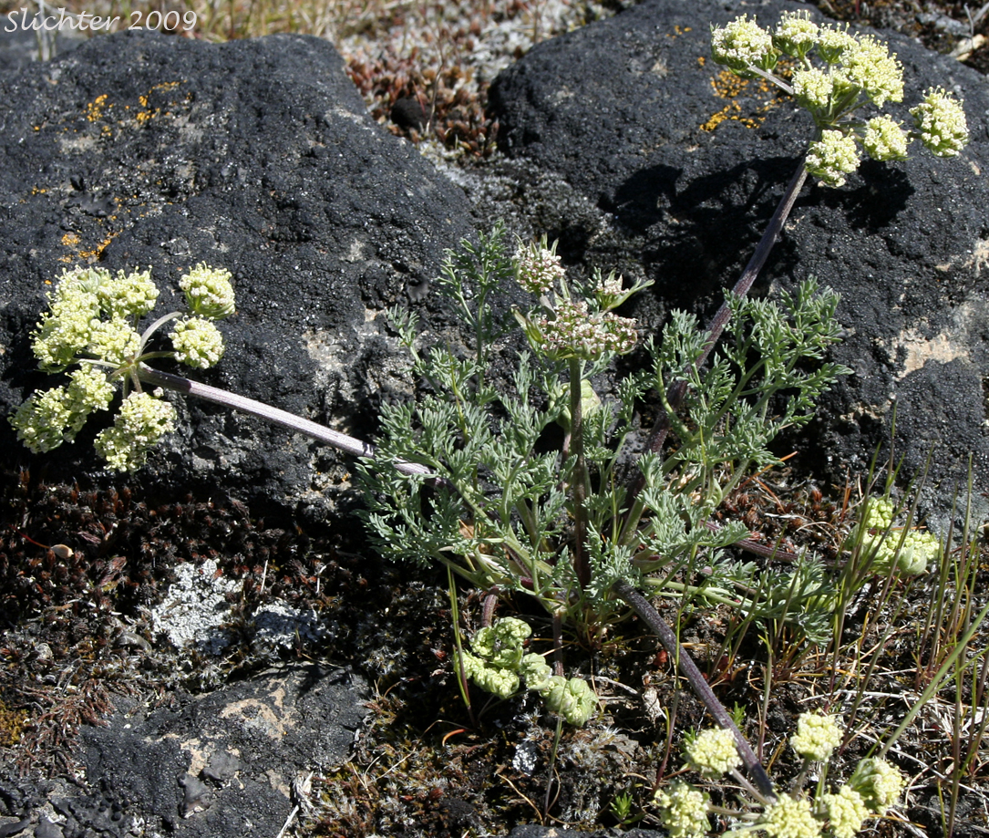 Bigseed Biscuitroot, Bigseed Lomatium, Biscuit Root, Large-fruit Desert-parsley, Large-fruited Lomatium: Lomatium macrocarpum (Lomatium artemisiarum, Lomatium ellipticum, Lomatium macrocarpum var. artemisiarum, Lomatium macrocarpum var. ellipticum, Lomatium macrocarpum var. semivittatum)