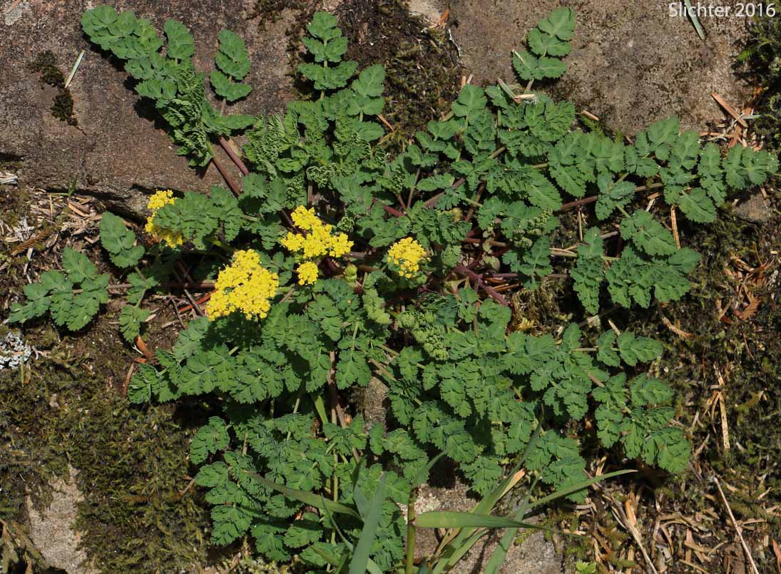 Cascade Biscuit-root, Cascade Desert-parsley, Cascade Desert Parsley, Cascade Desert-parsley, Coast Range Lomatium: Lomatium martindalei (Synonyms: Cogswellia martindalei, Lomatium angustatum, Lomatium angustatum var. flavum, Lomatium martindalei var. angustatum, Lomatium martindalei var. flavum, Lomatium martindalei var. martindalei, Peucedanum martindalei var. angustatum)