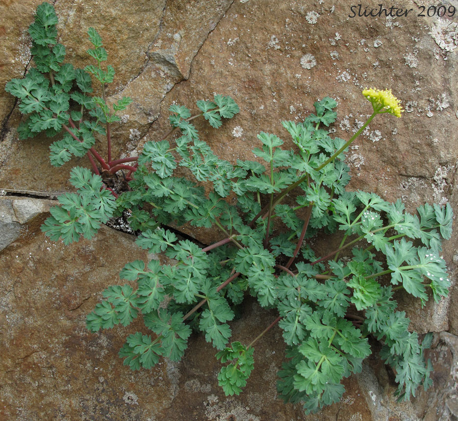 Cascade Biscuit-root, Cascade Desert-parsley, Cascade Desert Parsley, Cascade Desert-parsley, Coast Range Lomatium: Lomatium martindalei (Synonyms: Cogswellia martindalei, Lomatium angustatum, Lomatium angustatum var. flavum, Lomatium martindalei var. angustatum, Lomatium martindalei var. flavum, Lomatium martindalei var. martindalei, Peucedanum martindalei var. angustatum)