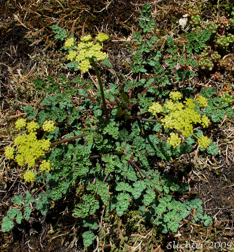 Cascade Biscuit-root, Cascade Desert-parsley, Cascade Desert Parsley, Cascade Desert-parsley, Coast Range Lomatium: Lomatium martindalei (Synonyms: Cogswellia martindalei, Lomatium angustatum, Lomatium angustatum var. flavum, Lomatium martindalei var. angustatum, Lomatium martindalei var. flavum, Lomatium martindalei var. martindalei, Peucedanum martindalei var. angustatum)