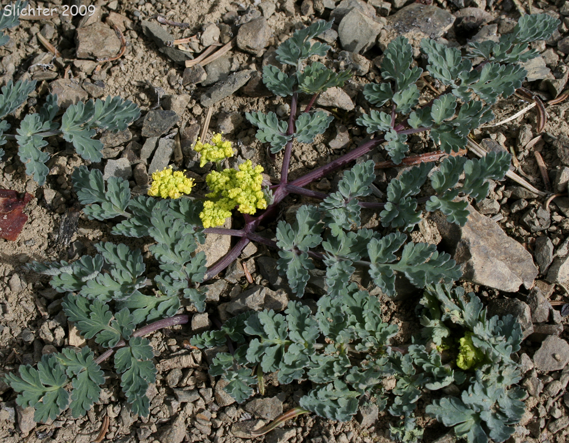 Cascade Biscuit-root, Cascade Desert-parsley, Cascade Desert Parsley, Cascade Desert-parsley, Coast Range Lomatium: Lomatium martindalei (Synonyms: Cogswellia martindalei, Lomatium angustatum, Lomatium angustatum var. flavum, Lomatium martindalei var. angustatum, Lomatium martindalei var. flavum, Lomatium martindalei var. martindalei, Peucedanum martindalei var. angustatum)