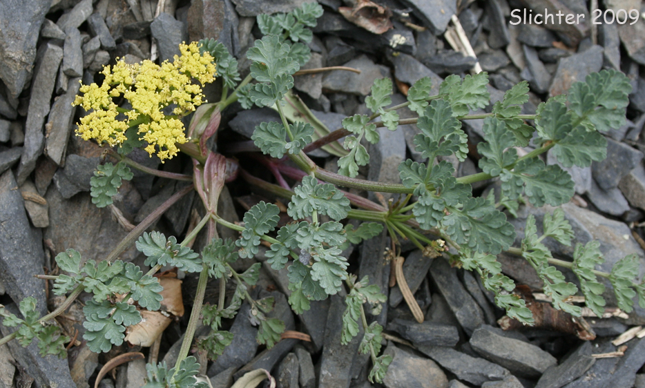 Cascade Biscuit-root, Cascade Desert-parsley, Cascade Desert Parsley, Cascade Desert-parsley, Coast Range Lomatium: Lomatium martindalei (Synonyms: Cogswellia martindalei, Lomatium angustatum, Lomatium angustatum var. flavum, Lomatium martindalei var. angustatum, Lomatium martindalei var. flavum, Lomatium martindalei var. martindalei, Peucedanum martindalei var. angustatum)