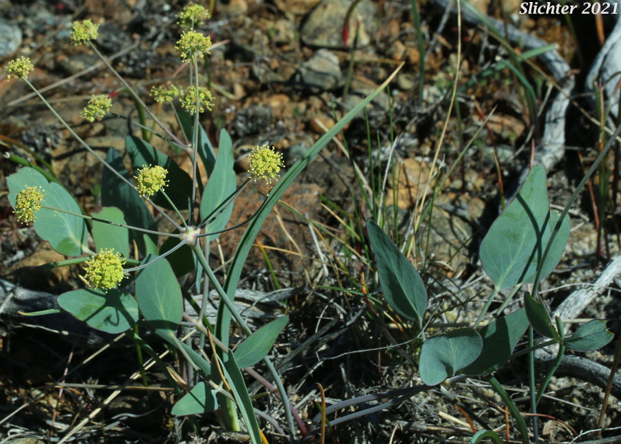 Barestem Biscuitroot, Barestem Lomatium, Bare-stemmed Biscuit-root, Indian-consumption-plant, Pestle Parsnip: Lomatium nudicaule (Synonyms: Cogswellia nudicaulis, Lomatium platyphyllum)