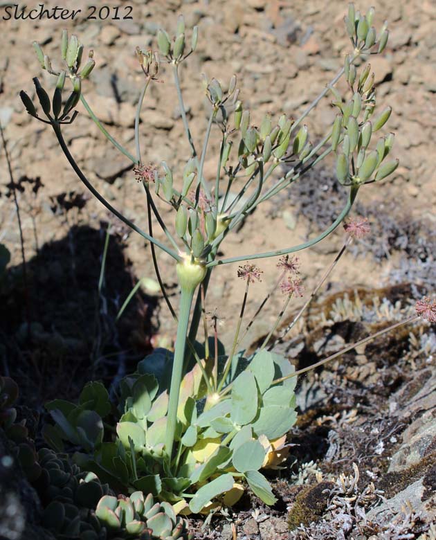 Barestem Biscuitroot, Barestem Lomatium, Bare-stemmed Biscuit-root, Indian-consumption-plant, Pestle Parsnip: Lomatium nudicaule (Synonyms: Cogswellia nudicaulis, Lomatium platyphyllum)