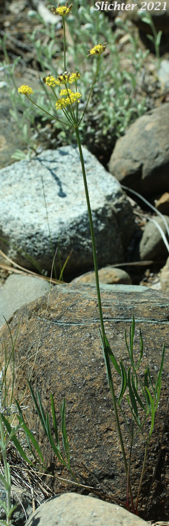 Nineleaf Biscuitroot, Nineleaf Desert Parsley: Lomatium triternatum (Synonyms: Lomatium simplex var. leptophyllum, Lomatium triternatum ssp. triternatum, Lomatium triternatum var. triternatum)