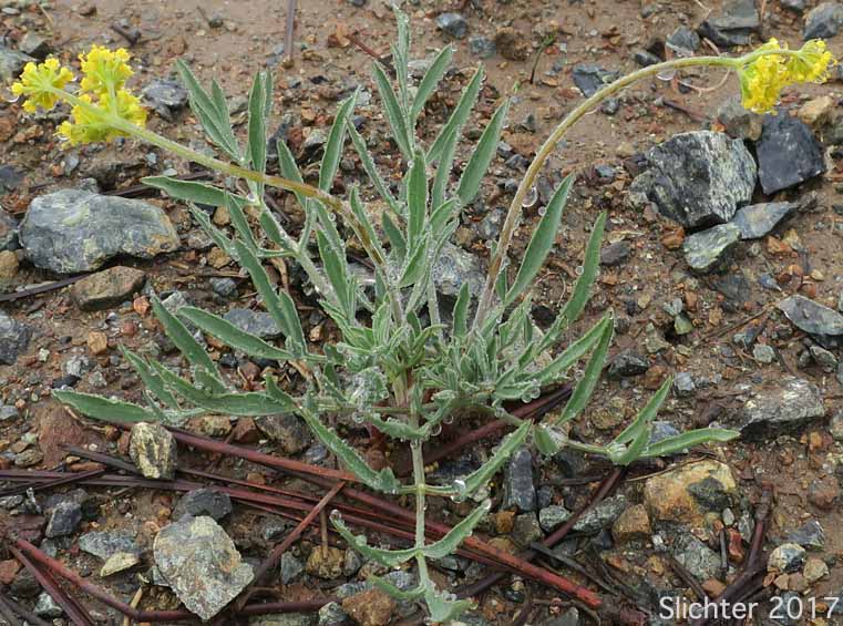 Nineleaf Biscuitroot, Nineleaf Desert Parsley: Lomatium triternatum (Synonyms: Lomatium simplex var. leptophyllum, Lomatium triternatum ssp. triternatum, Lomatium triternatum var. triternatum)