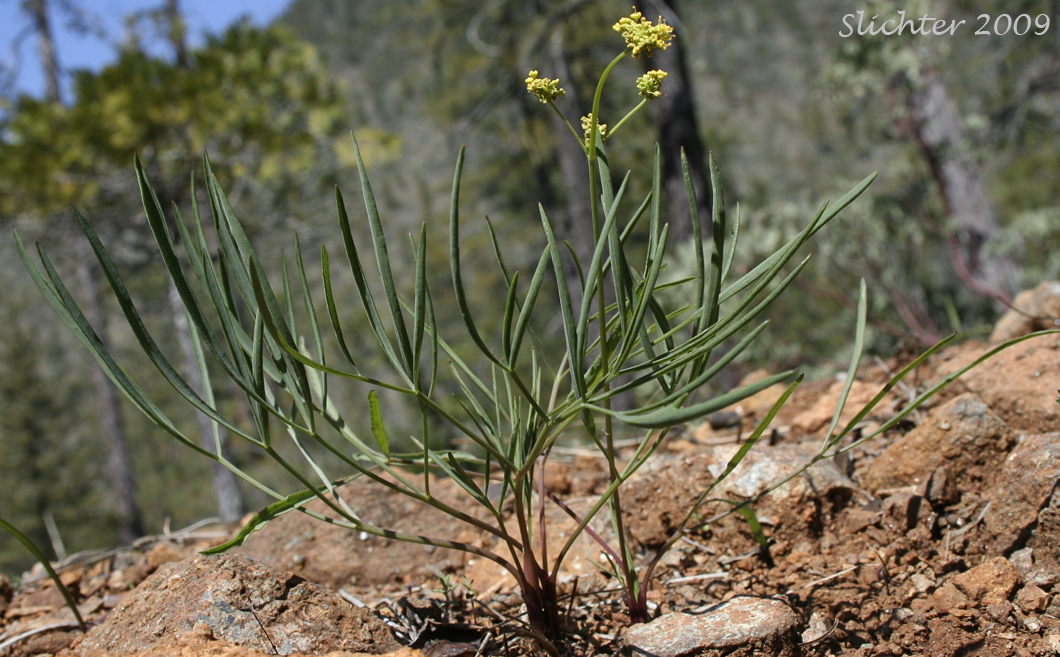 Nineleaf Biscuitroot, Nineleaf Desert Parsley: Lomatium triternatum (Synonyms: Lomatium simplex var. leptophyllum, Lomatium triternatum ssp. triternatum, Lomatium triternatum var. triternatum)