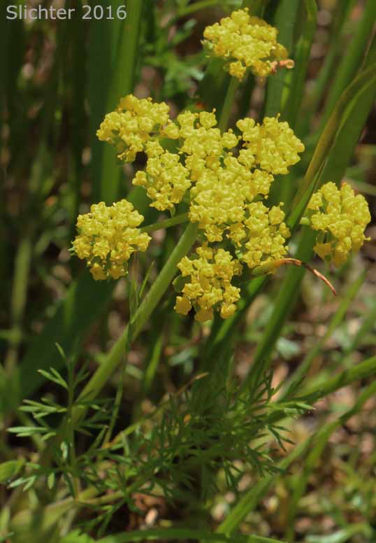 Bladder Desert-parsley, Common Biscuit-root, Common Lomatium, Fine-leaved Desert Parsley, Pomocelery Lomatium, Pomo-celery Lomatium, Spring Gold: Lomatium utriculatum (Synonyms: Lomatium utriculatum var. anthemifolium, Lomatium utriculatum var. glabrum, Lomatium utriculatum var. utriculatum, Lomatium vaseyi)
