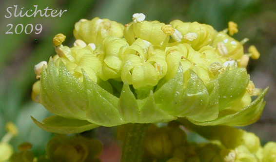 Bracts subtending the involucel of Bladder Desert-parsley, Common Biscuit-root, Common Lomatium, Fine-leaved Desert Parsley, Pomocelery Lomatium, Pomo-celery Lomatium, Spring Gold: Lomatium utriculatum (Synonyms: Lomatium utriculatum var. anthemifolium, Lomatium utriculatum var. glabrum, Lomatium utriculatum var. utriculatum, Lomatium vaseyi)