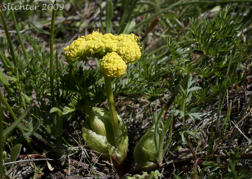 Bladder Desert-parsley, Common Biscuit-root, Common Lomatium, Fine-leaved Desert Parsley, Pomocelery Lomatium, Pomo-celery Lomatium, Spring Gold: Lomatium utriculatum (Synonyms: Lomatium utriculatum var. anthemifolium, Lomatium utriculatum var. glabrum, Lomatium utriculatum var. utriculatum, Lomatium vaseyi)