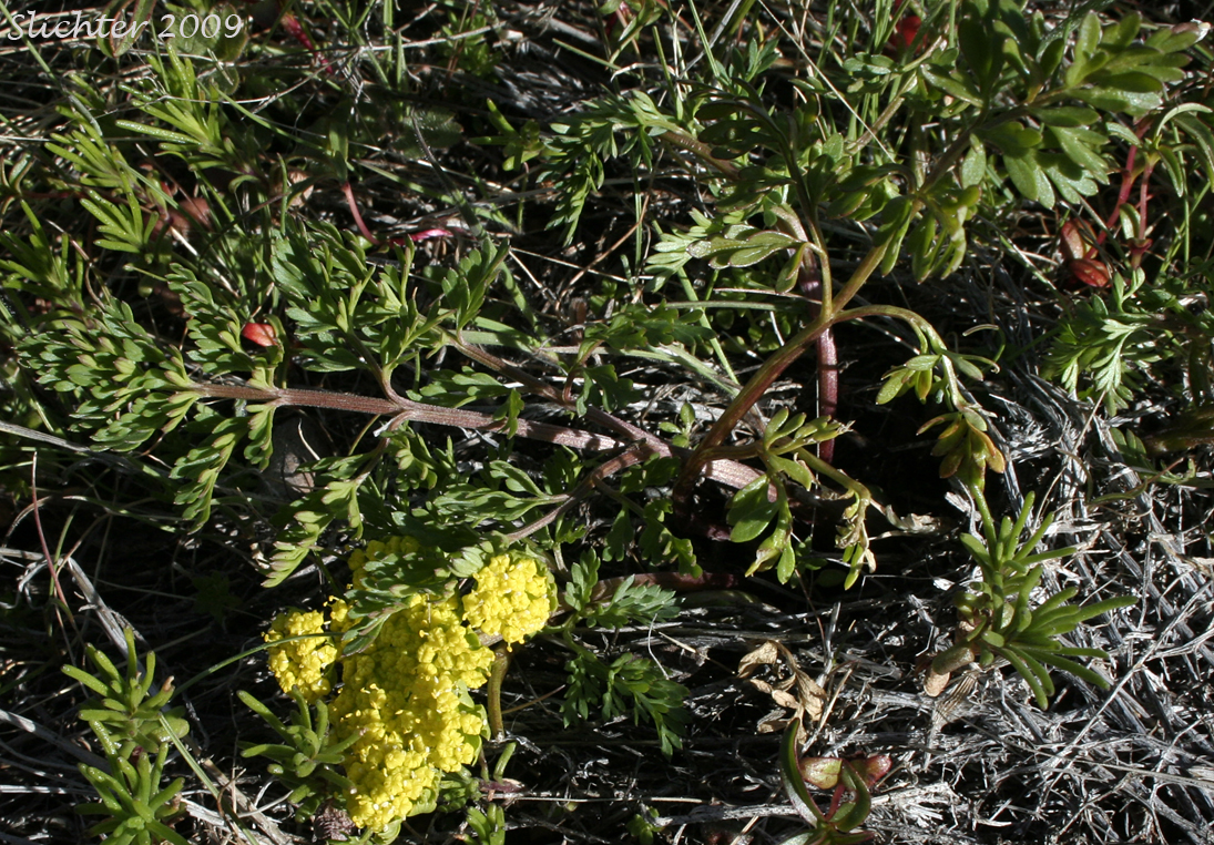 Bladder Desert-parsley, Common Biscuit-root, Common Lomatium, Fine-leaved Desert Parsley, Pomocelery Lomatium, Pomo-celery Lomatium, Spring Gold: Lomatium utriculatum (Synonyms: Lomatium utriculatum var. anthemifolium, Lomatium utriculatum var. glabrum, Lomatium utriculatum var. utriculatum, Lomatium vaseyi)