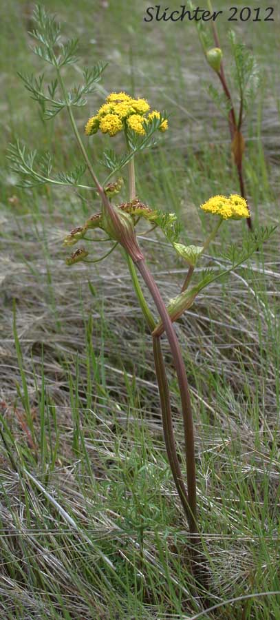 Bladder Desert-parsley, Common Biscuit-root, Common Lomatium, Fine-leaved Desert Parsley, Pomocelery Lomatium, Pomo-celery Lomatium, Spring Gold: Lomatium utriculatum (Synonyms: Lomatium utriculatum var. anthemifolium, Lomatium utriculatum var. glabrum, Lomatium utriculatum var. utriculatum, Lomatium vaseyi)