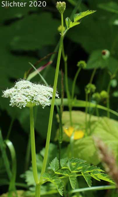 Pacific Water Parsley, Water Parsley, Water-parsley, Pacific Water-dropwort, American Water-parsley: Oenanthe sarmentosa
