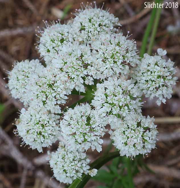 Inflorescence of Pacific Water Parsley, Water Parsley, Water-parsley, Pacific Water-dropwort, American Water-parsley: Oenanthe sarmentosa