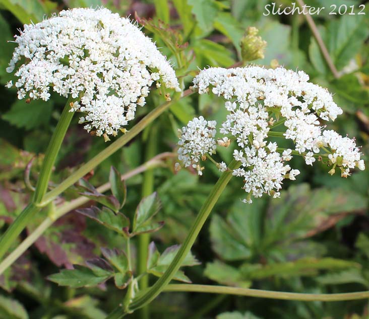Close-up of an inflorescence of Pacific Water Parsley, Water Parsley, Water-parsley, Pacific Water-dropwort, American Water-parsley: Oenanthe sarmentosa