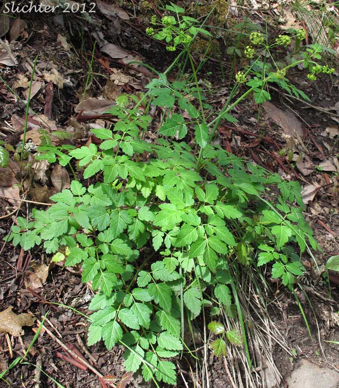 Sierran Sweet-cicely, Western Sweet-cicely, Western Sweet Cicely: Osmorhiza occidentalis (Synonyms: Glycosma ambiguum, Glycosma occidentalis, Osmorhiza ambigua, Osmorhiza ambiguum)