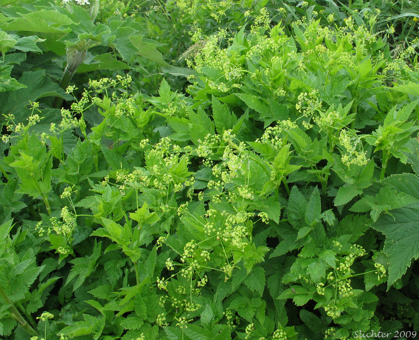 Sierran Sweet-cicely, Western Sweet-cicely, Western Sweet Cicely: Osmorhiza occidentalis (Synonyms: Glycosma ambiguum, Glycosma occidentalis, Osmorhiza ambigua, Osmorhiza ambiguum)