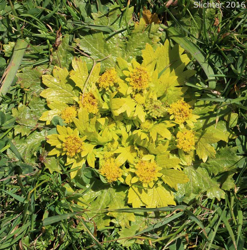 Footsteps of Spring, Footsteps-of-spring, Bear's Foot Sanicle, Bear's-foot Sanicle: Sanicula arctopoides (Synonyms: Sanicula crassicaulis var. howellii, Sanicula howellii)
