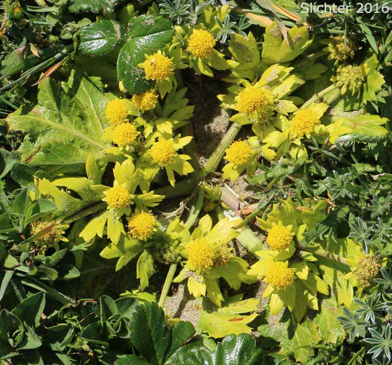 Footsteps of Spring, Footsteps-of-spring, Bear's Foot Sanicle, Bear's-foot Sanicle: Sanicula arctopoides (Synonyms: Sanicula crassicaulis var. howellii, Sanicula howellii)