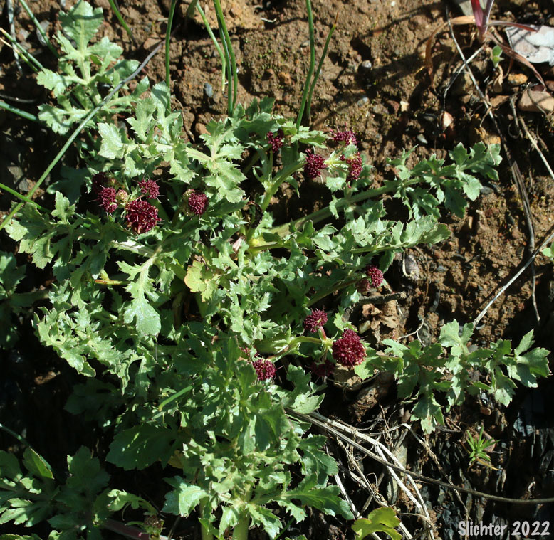 Purple Sanicle, Purple Snakeroot, Purple Black-snakeroot: Sanicula bipinnatifida (Synonym: Sanicula bipinnatifida var. flava)