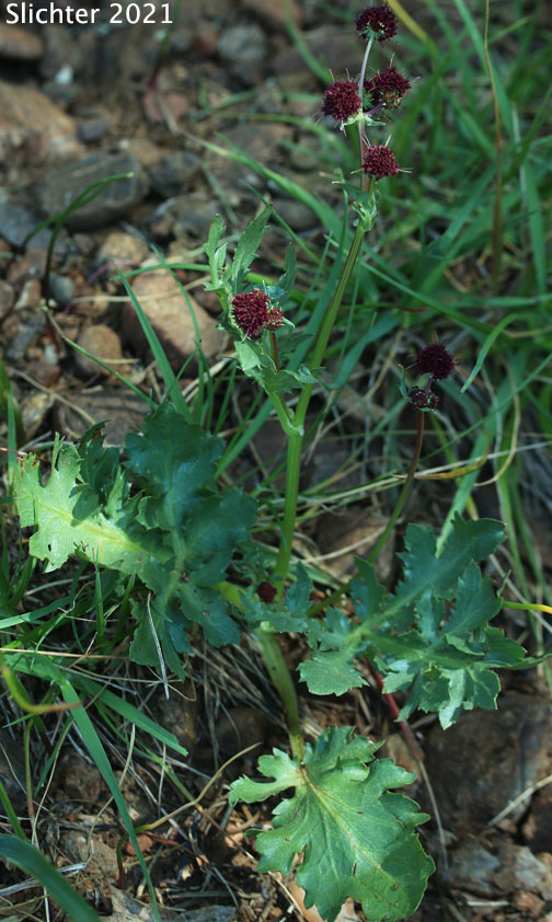 Purple Sanicle, Purple Snakeroot, Purple Black-snakeroot: Sanicula bipinnatifida (Synonym: Sanicula bipinnatifida var. flava)