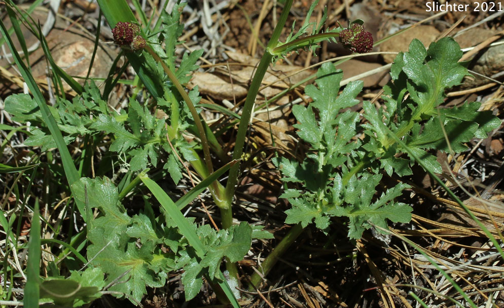 Purple Sanicle, Purple Snakeroot, Purple Black-snakeroot: Sanicula bipinnatifida (Synonym: Sanicula bipinnatifida var. flava)