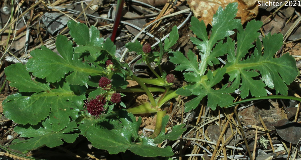 Purple Sanicle, Purple Snakeroot, Purple Black-snakeroot: Sanicula bipinnatifida (Synonym: Sanicula bipinnatifida var. flava)