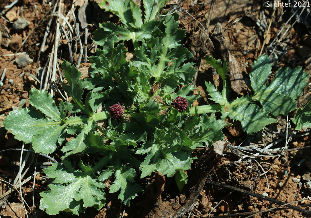 Purple Sanicle, Purple Snakeroot, Purple Black-snakeroot: Sanicula bipinnatifida (Synonym: Sanicula bipinnatifida var. flava)