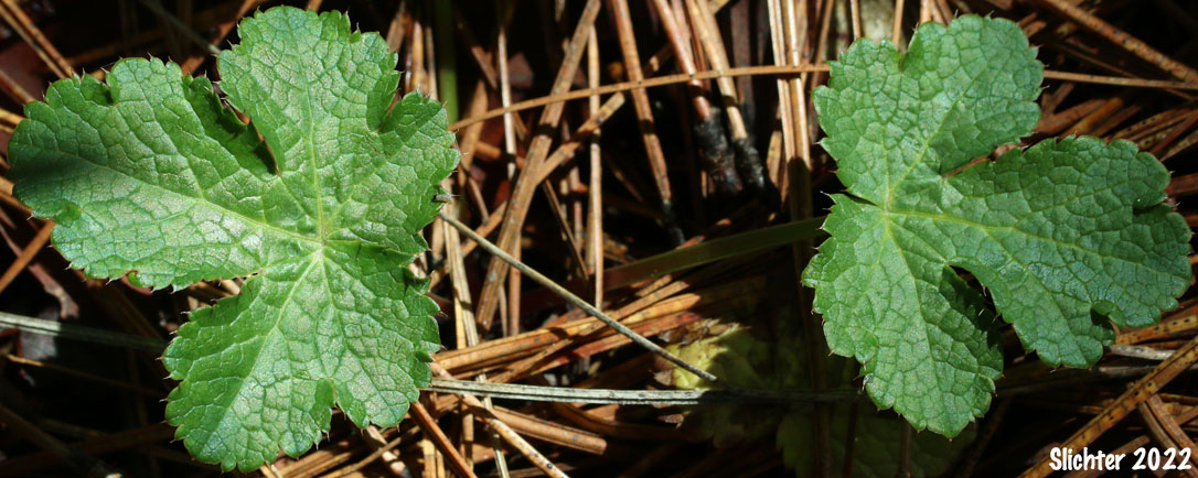 Leaves of Pacific Snakeroot, Pacific Sanicle, Western Snakeroot: Sanicula crassicaulis (Synonyms: Sanicula crassicaulis var. crassicaulis, Sanicula crassicaulis var. tripartita)