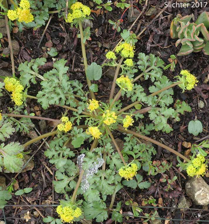 Sierra Sanicle, Northern Sanicle, Sierran Black-snakeroot: Sanicula graveolens (Synonyms: Sanicula graveolens var. graveolens, Sanicula graveolens var. septrionalis, Sanicula nevadensis var. septentrionalis)