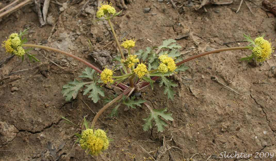 Synonym: Sanicula nevadensis var. septentrionalis