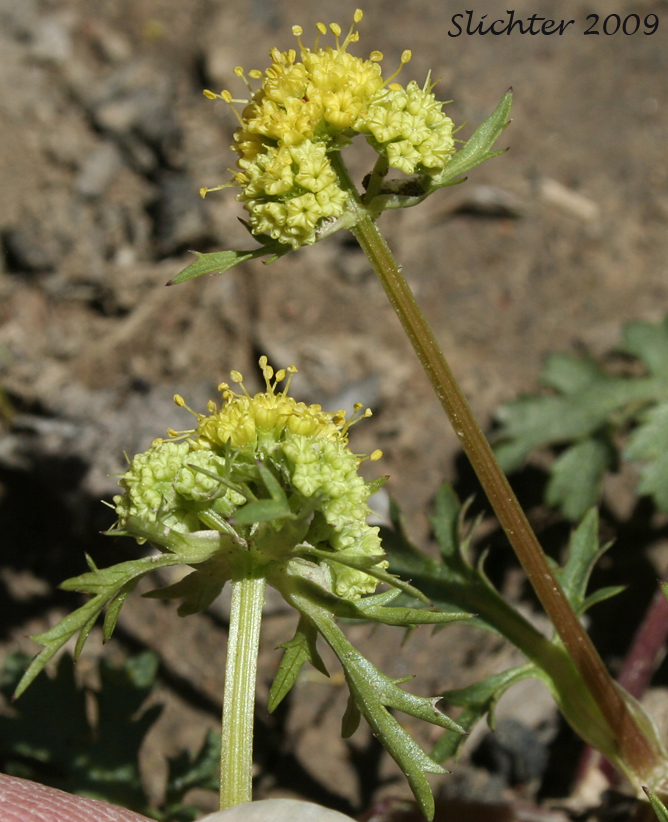 Inflorescence of Synonym: Sanicula nevadensis var. septentrionalis