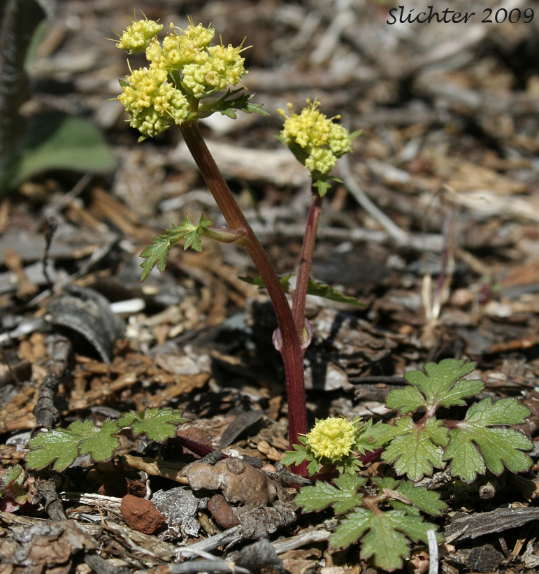 Synonym: Sanicula nevadensis var. septentrionalis