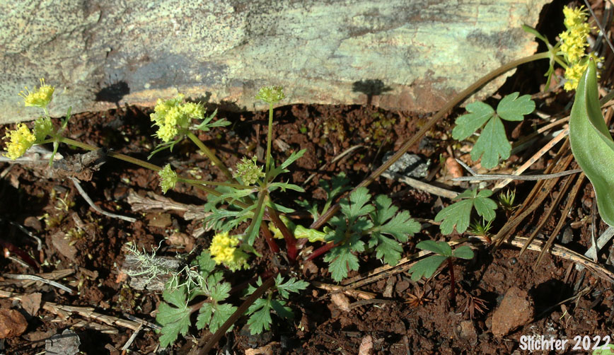 Sierra Sanicle, Northern Sanicle, Sierran Black-snakeroot: Sanicula graveolens (Synonyms: Sanicula graveolens var. graveolens, Sanicula graveolens var. septrionalis, Sanicula nevadensis var. septentrionalis)