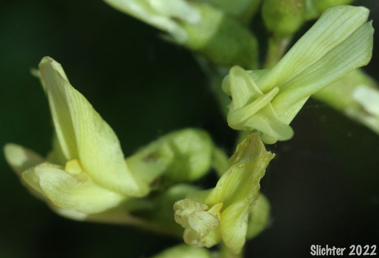 Rogue River Milkvetch: Astragalus accidens var. accidens