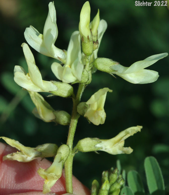 Rogue River Milkvetch: Astragalus accidens var. accidens