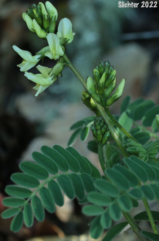 Rogue River Milkvetch: Astragalus accidens var. accidens