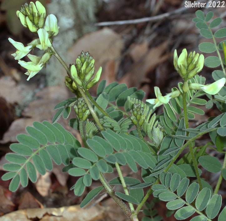 Rogue River Milkvetch: Astragalus accidens var. accidens