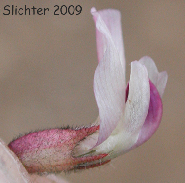 Cotton's Milkvetch, Cotton's Milk-vetch: Astragalus australis var. cottonii (Synonyms: Astragalus australis var. olympicus, Astragalus cottonii)