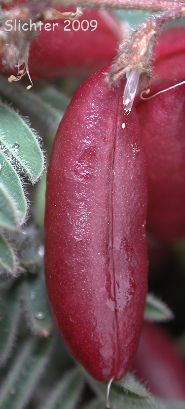 Fruit of Cotton's Milkvetch, Cotton's Milk-vetch: Astragalus australis var. cottonii (Synonyms: Astragalus australis var. olympicus, Astragalus cottonii)