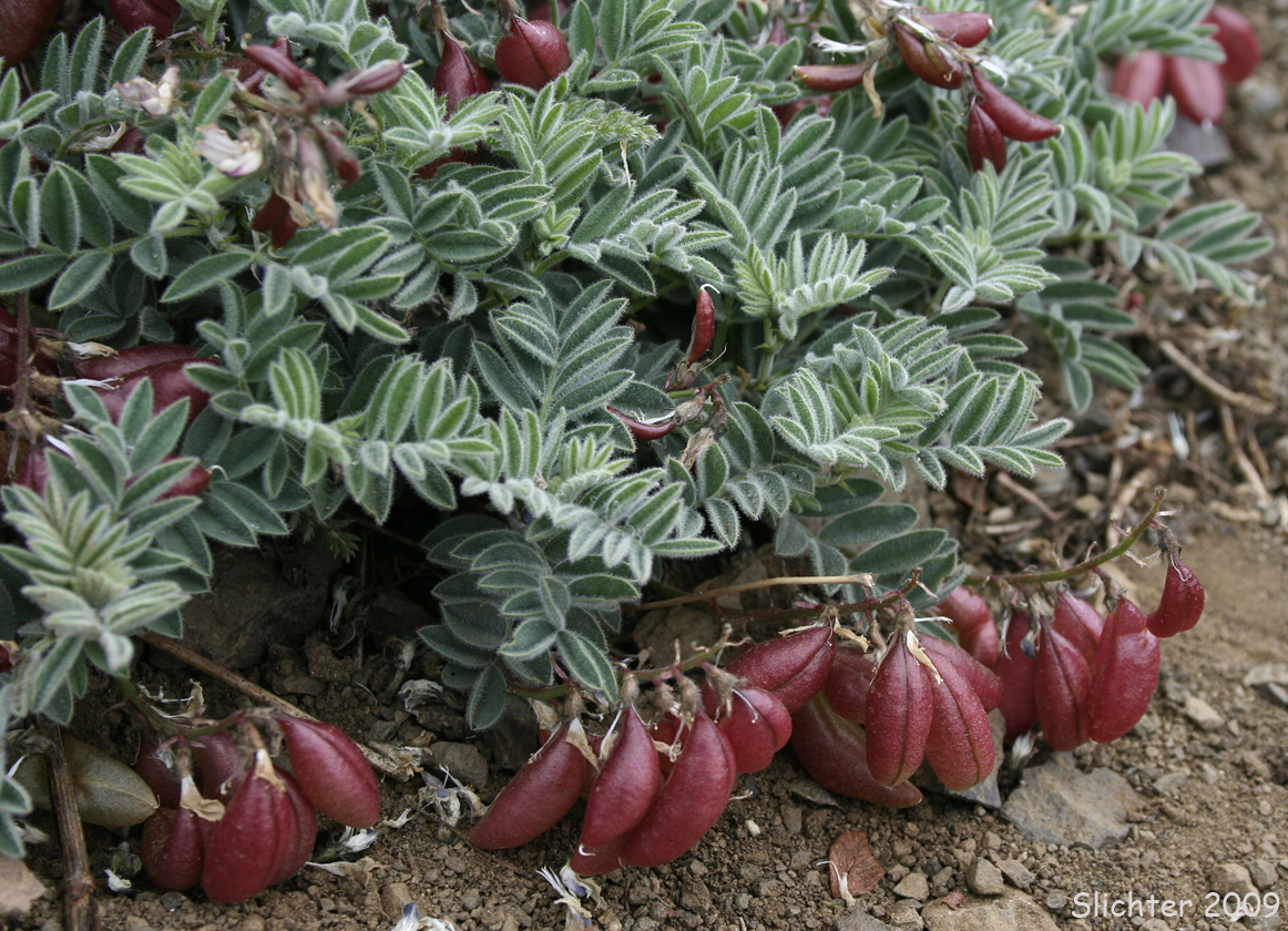 Cotton's Milkvetch, Cotton's Milk-vetch: Astragalus australis var. cottonii (Synonyms: Astragalus australis var. olympicus, Astragalus cottonii)