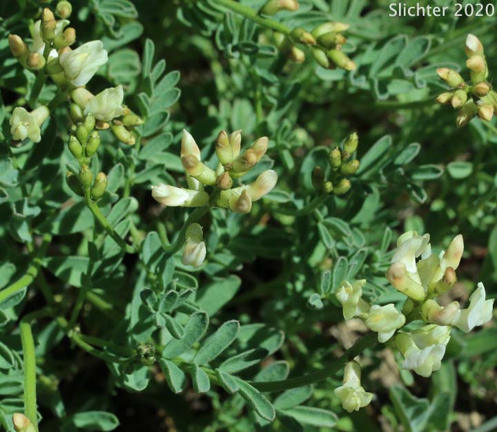 Siskiyou Balloon Milkvetch: Astragalus whitneyi var. siskiyouensis (Synonym: Astragalus whitneyi ssp. siskiyouensis)