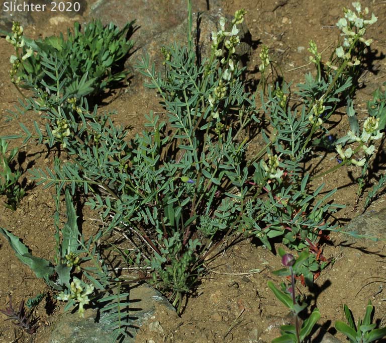 Siskiyou Balloon Milkvetch: Astragalus whitneyi var. siskiyouensis (Synonym: Astragalus whitneyi ssp. siskiyouensis)