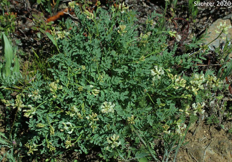 Siskiyou Balloon Milkvetch: Astragalus whitneyi var. siskiyouensis (Synonym: Astragalus whitneyi ssp. siskiyouensis)