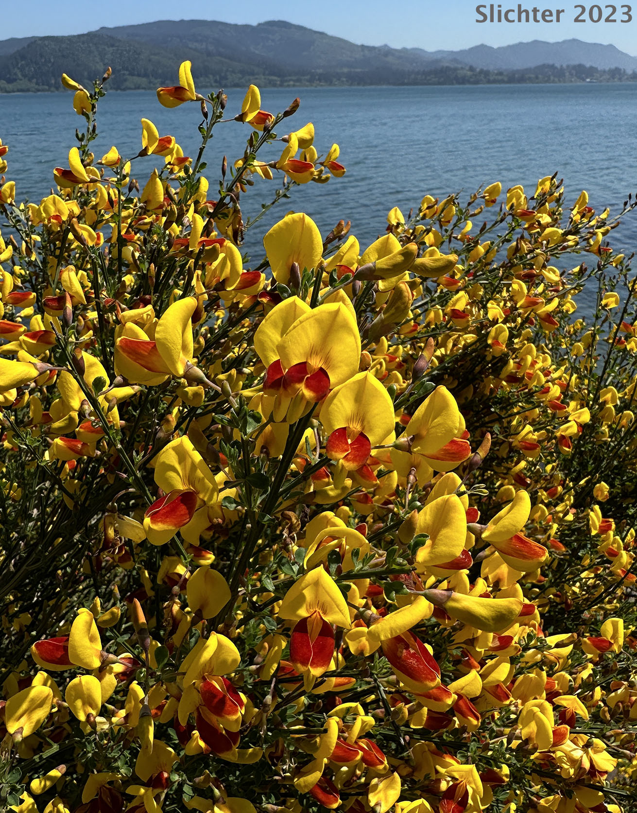Scotch Broom, Scots Broom: Cytisus scoparius (Synonym: Cytisus scoparius var. andreanus)