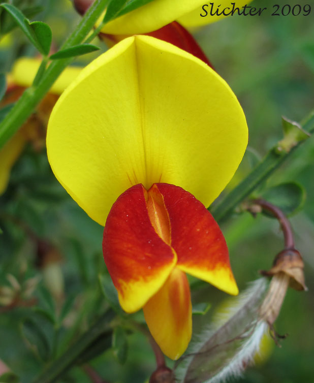 Flower of Scotch Broom, Scots Broom: Cytisus scoparius (Synonym: Cytisus scoparius var. andreanus)